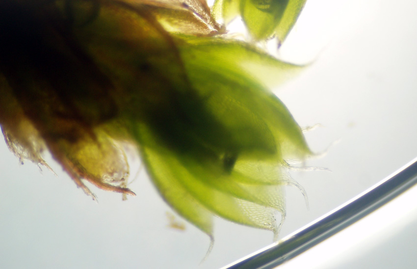 Muschi identificati con Dryades?